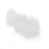 Plumes - Plumes