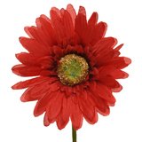 Gerbera synthétique  - Plantes et fleurs artificielles